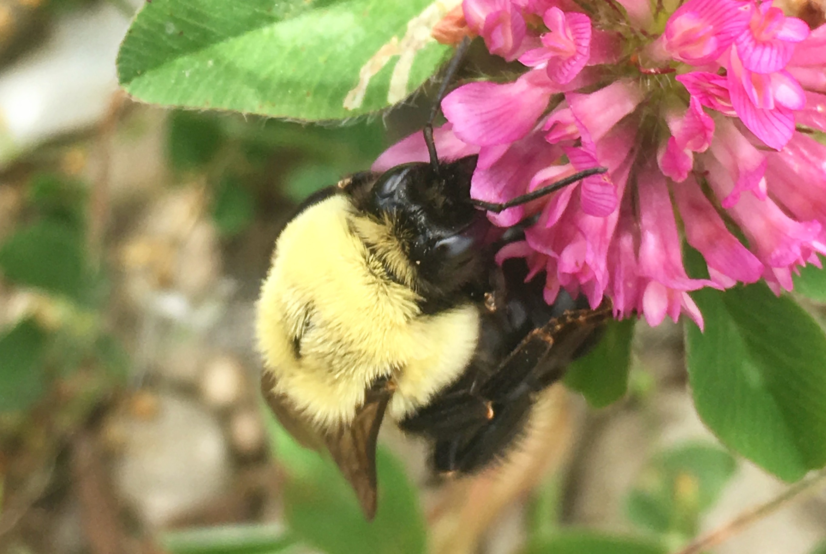 Photo of an a bee on a flower