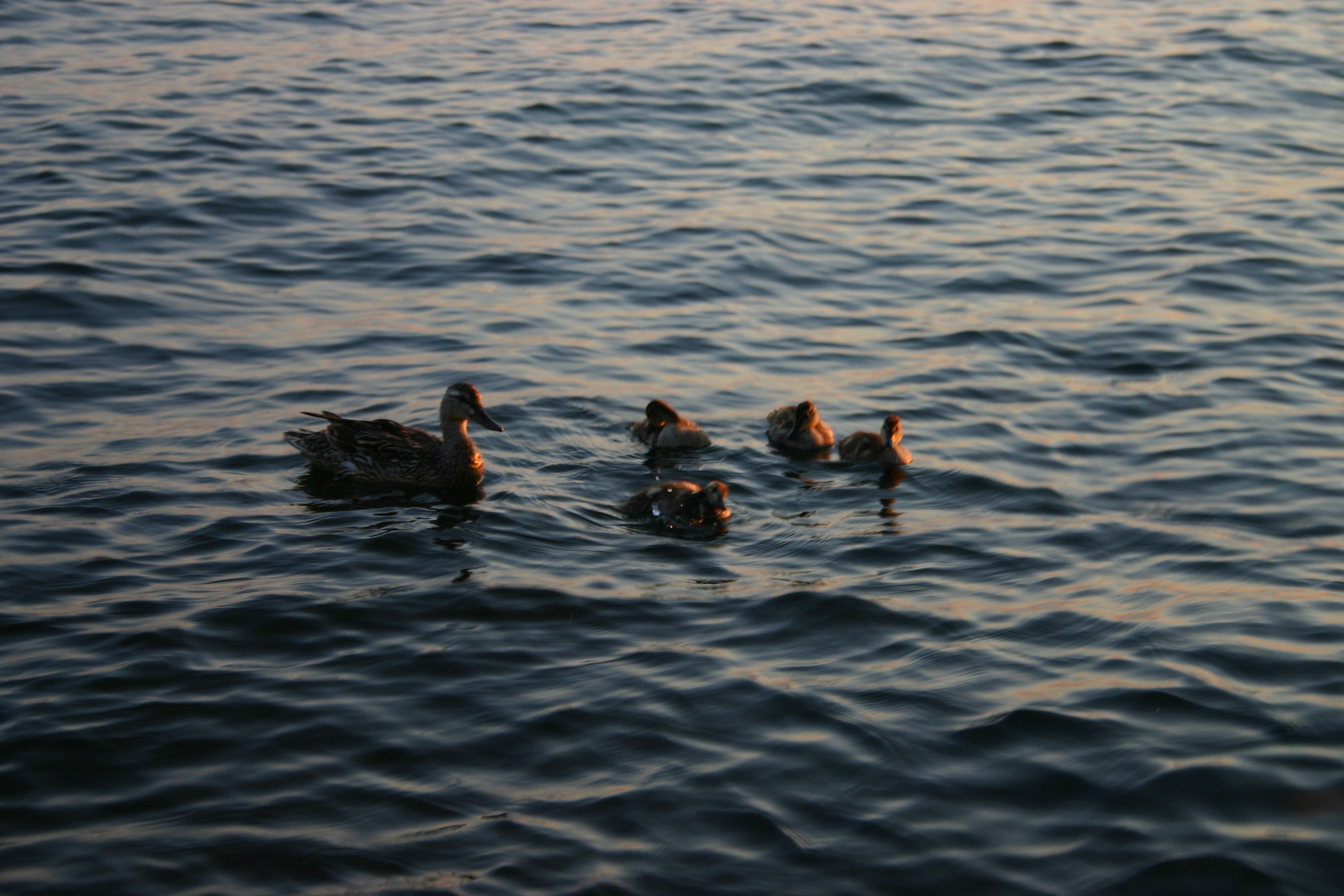 Photo of ducks on water
